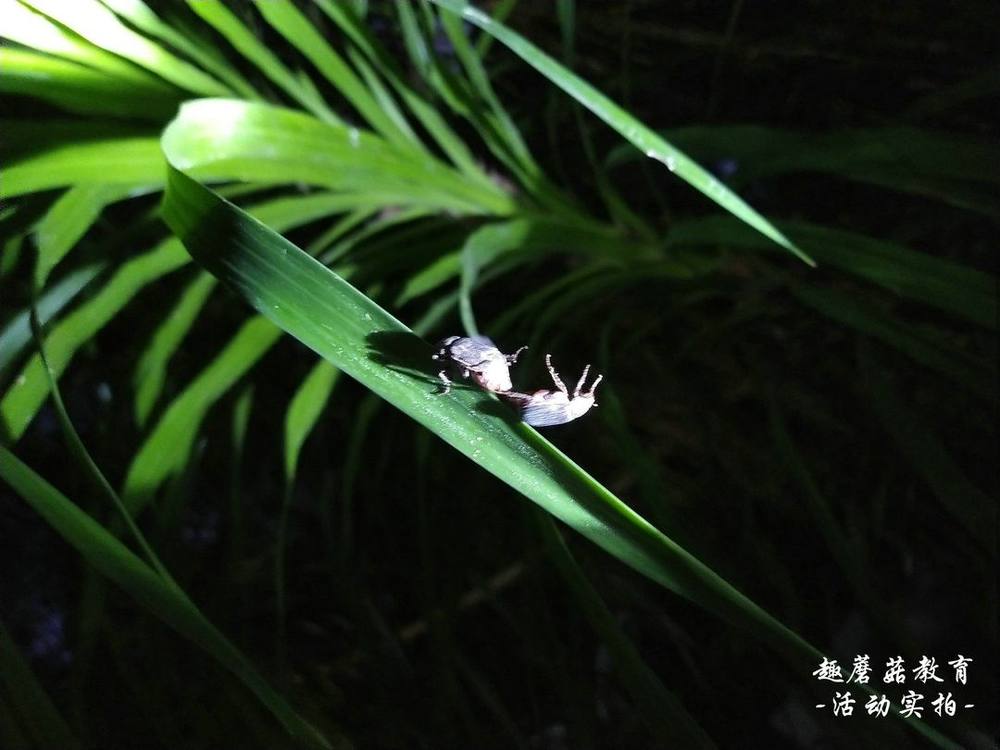 6月19日园博园亲子夜观,与孩子们一起去探索夜晚的神秘世界!