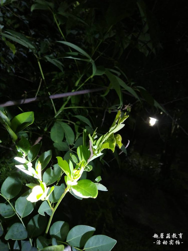 6月19日园博园亲子夜观,与孩子们一起去探索夜晚的神秘世界!