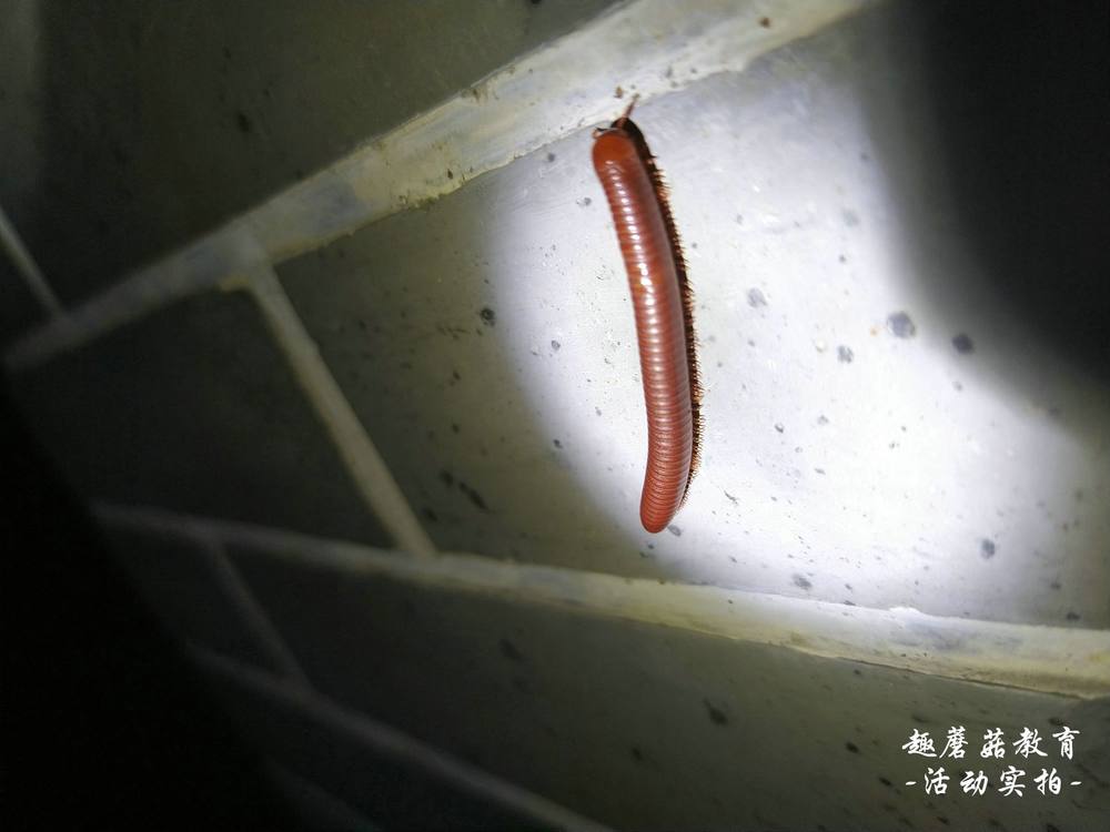 7月3日园博园亲子夜观，与孩子们一起去探索夜晚的神秘世界！