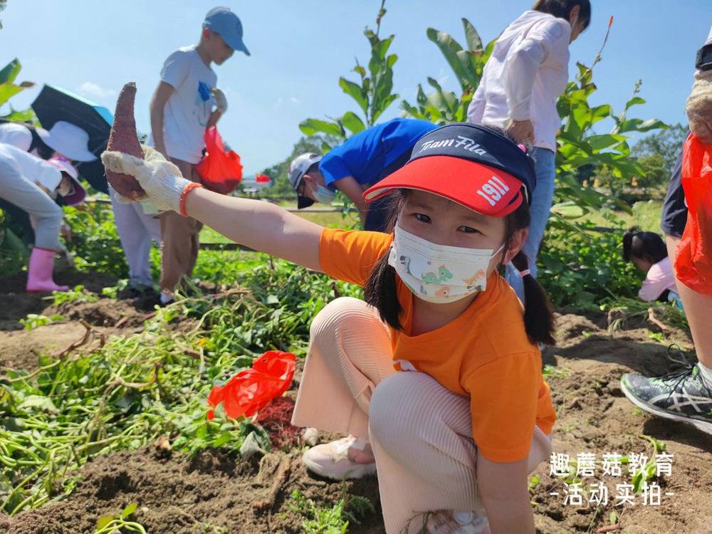 2022.10.3深圳大鹏亲子秋收割稻谷、挖红薯活动精彩回顾