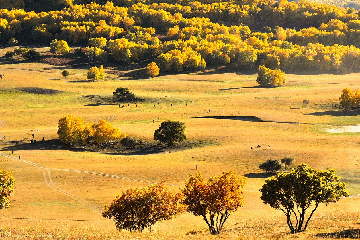 Where the Grassland Ends, the Forest Begins